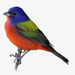 Koyal Png, Transparent Png, Free Download