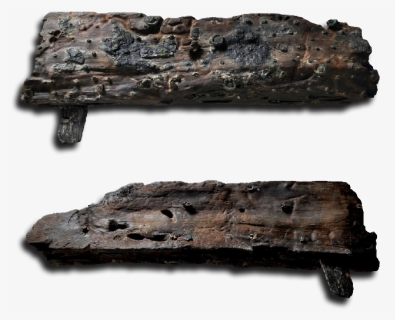 Position In The Museum - Driftwood, HD Png Download, Free Download