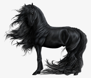 Friesian Horse Png, Transparent Png, Free Download