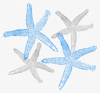 Drawing Starfish Marine Invertebrates - Fish Clip Art, HD Png Download, Free Download