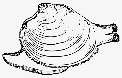 Mollusk Clipart Black And White, HD Png Download, Free Download