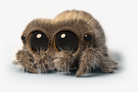 Adorable Lucas The Spider, HD Png Download, Free Download