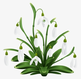 Snowdrops Transparent, HD Png Download, Free Download