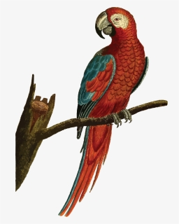 Parrot Birds Clip Art , Png Download - Vintage Parrot Illustration, Transparent Png, Free Download