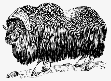Musk Ox Clipart, HD Png Download, Free Download
