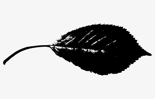 Leaf Silhouette Png - Beech Leaf Silhouette, Transparent Png, Free Download