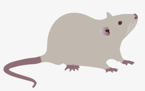 Rat Clipart - Mouse, HD Png Download, Free Download