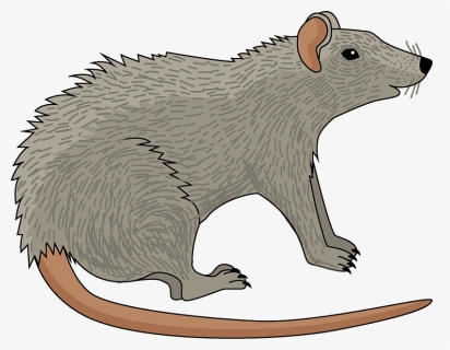 Rat Clipart - Punxsutawney Phil, HD Png Download, Free Download