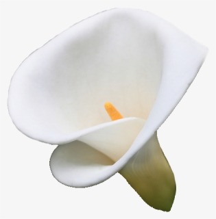 Also Known As Zantedeschia Aethiopica - Arum, HD Png Download, Free Download