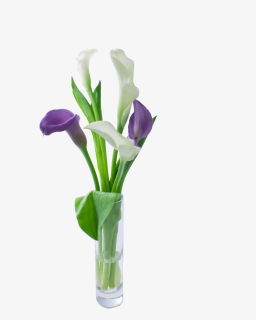 Calla Lily Clipart , Png Download - Giant White Arum Lily, Transparent Png, Free Download