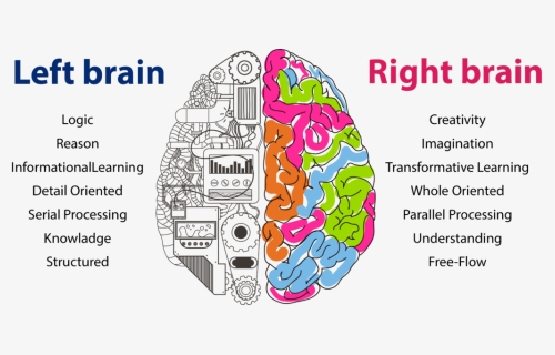 Right Brain Development - Left Brain Right Brain Kids, HD Png Download, Free Download