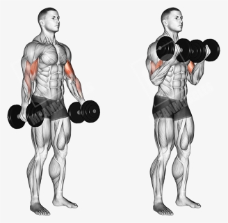 Standing Dumbbell Curl - Dumbell Curl, HD Png Download, Free Download