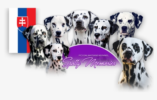 Dalmatian, HD Png Download, Free Download