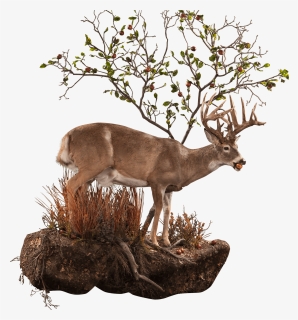 Whitetail Deer At Tree Taxidermy Moutn, HD Png Download, Free Download