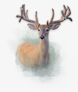 Deer - Elk, HD Png Download, Free Download