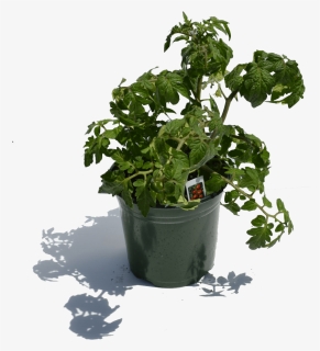 900×900 1 Gal Tomatoe Plant - Flowerpot, HD Png Download, Free Download