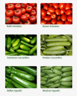 Cucumber , Png Download - Cucumber, Transparent Png, Free Download