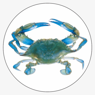 Blue Crab Png - Crab Bib, Transparent Png, Free Download