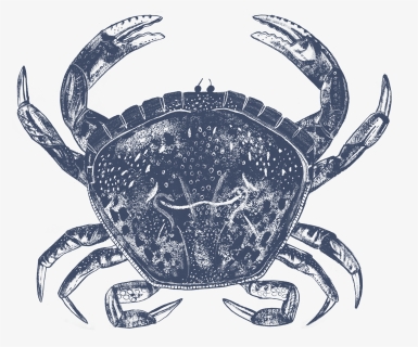 Live Whole Crab Favis Of Salcombe Png Crab Hideouts - Chesapeake Blue Crab, Transparent Png, Free Download
