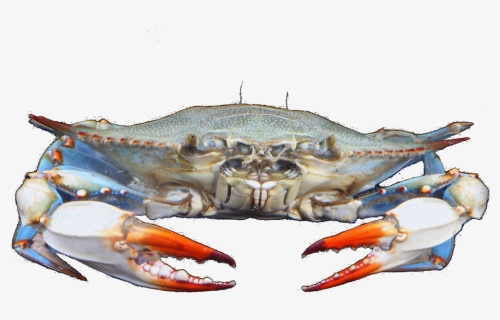 Crab Clipart Crab Feast - Blue Crabs Clip Art, HD Png Download, Free Download
