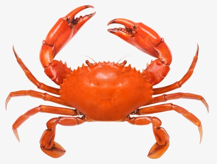 Crab Legs White Background, HD Png Download, Free Download