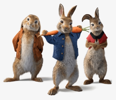 Rabbits - Draw Peter Rabbit 2, HD Png Download, Free Download