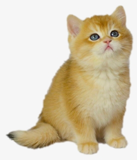 #cat #cute #kitten #lookingup #pet - British Longhair, HD Png Download, Free Download