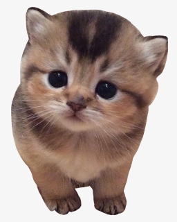 #cat #cats #kitten #kittens #cutecat #cutecats #cutekitten - Very Small Kitten, HD Png Download, Free Download