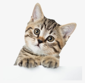American Shorthair British Shorthair Kitten Dog Puppy - American Shorthair Cat Cute, HD Png Download, Free Download