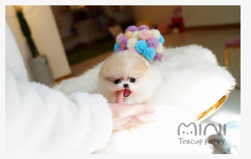 Teacup Pomeranian, HD Png Download, Free Download