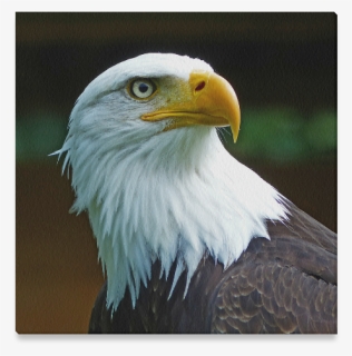 Bald Eagle Head Canvas Print 16"x16" - Bald Eagle, HD Png Download, Free Download