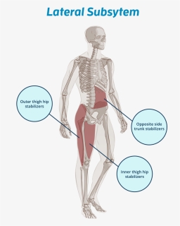 Lateral Subsystems Anatomy - Human Body, HD Png Download, Free Download