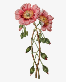 Flores Vintage Png - Botanical Flower Illustration, Transparent Png, Free Download