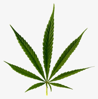 Bcc-leaf - Cannabis, HD Png Download, Free Download
