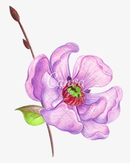Transparent Colored Pencils Png - Cherry Blossom Colored Pencil Drawing, Png Download, Free Download