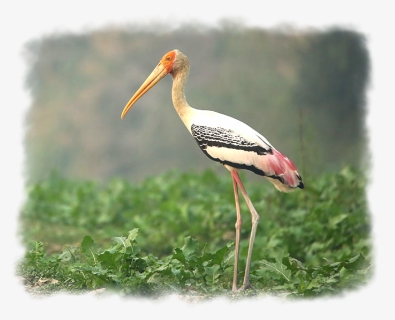Painted Stork - Shorebird, HD Png Download, Free Download