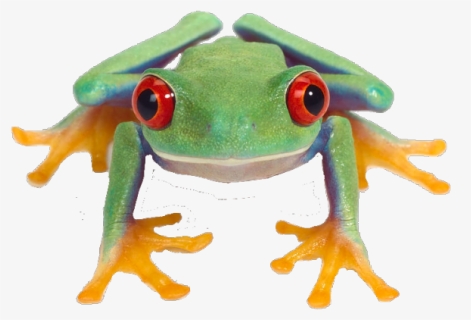 Image - Red-eyed Tree Frog, HD Png Download, Free Download