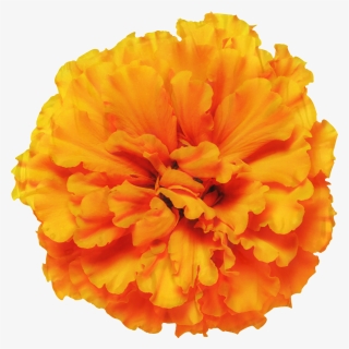 Mexican Marigold Glebionis Segetum Pot Marigold Flower - Mexican Marigold Flower Png, Transparent Png, Free Download