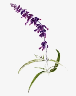Mexican Bush Sage Png Download Image - Lavender, Transparent Png, Free Download