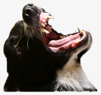 #zhukov #bordercollie #dog #angry #annoying - Cat Yawns, HD Png Download, Free Download