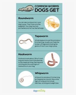 Feed These Everyday Foods To Get Rid Of Dog Wormsfeed - Brochure, HD Png Download, Free Download