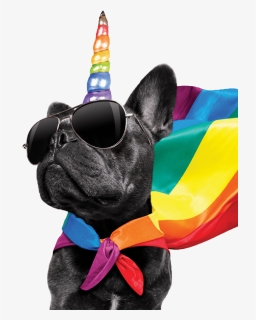 Pride Funny Gay, HD Png Download, Free Download