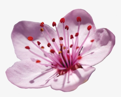 Cherry Blossom Single Flower, HD Png Download, Free Download