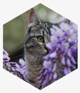 Wisteria Senior Warrior Image - Tabby Cat, HD Png Download, Free Download