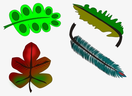 Leaves And Feather Clip Arts - Illustration, HD Png Download, Free Download