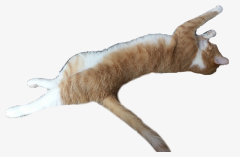 #cat #stretching #cute - Cat Yawns, HD Png Download, Free Download
