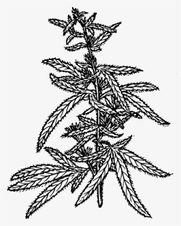 Cannabis Plant Drawing Png, Transparent Png, Free Download