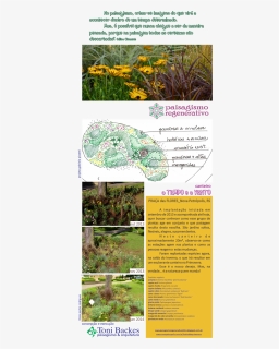 Toni Backes Paisagismo - Botanical Garden, HD Png Download, Free Download
