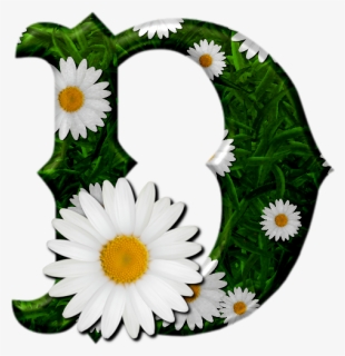Camomile, HD Png Download, Free Download