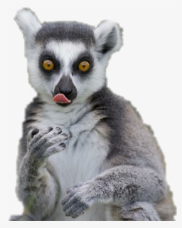 #lemur - Madagascar Cat, HD Png Download, Free Download